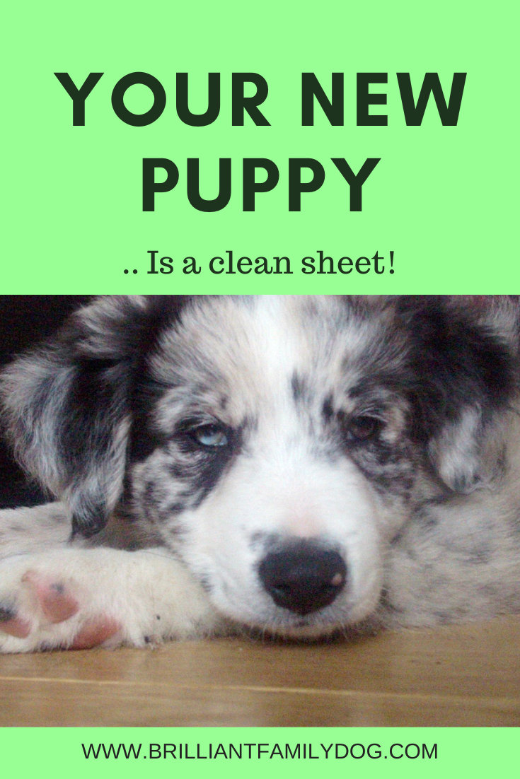 Is your new dog not as easy as your old dog Brilliant Family Dog